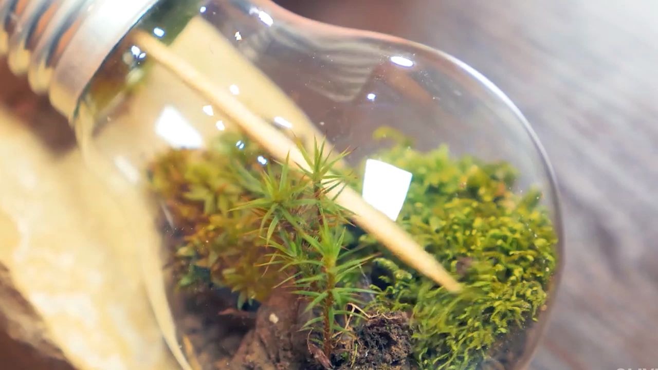 把灯泡变废为宝，做成一个微观生态瓶！
