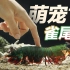 【海洋水族】这只雀尾螳螂虾有点怂？