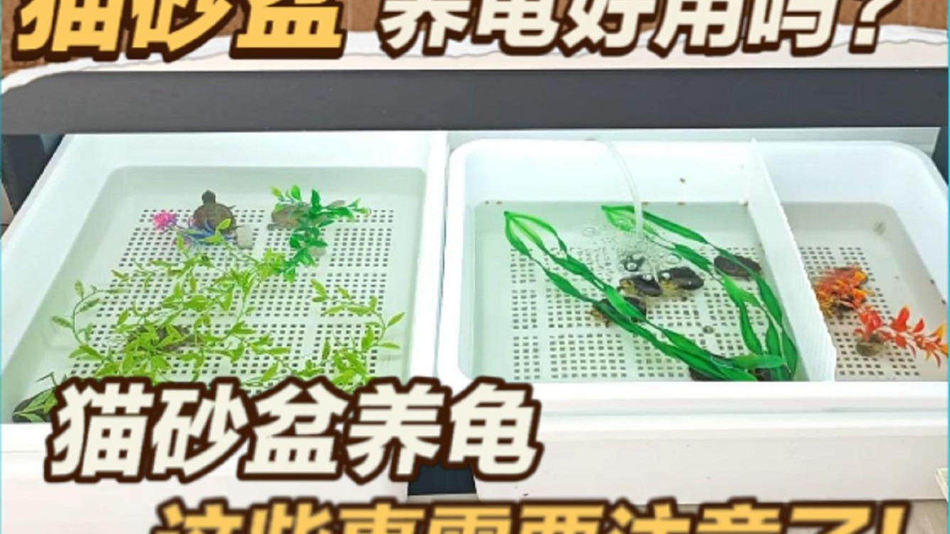 猫砂盆养龟到底好不好用？这些事儿你需要注意！