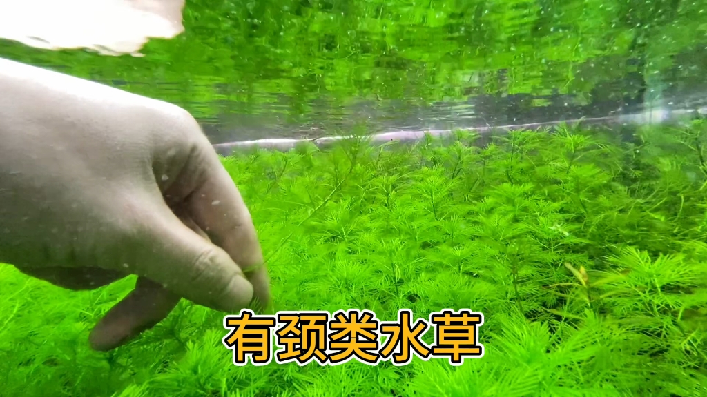 雪花羽毛水草