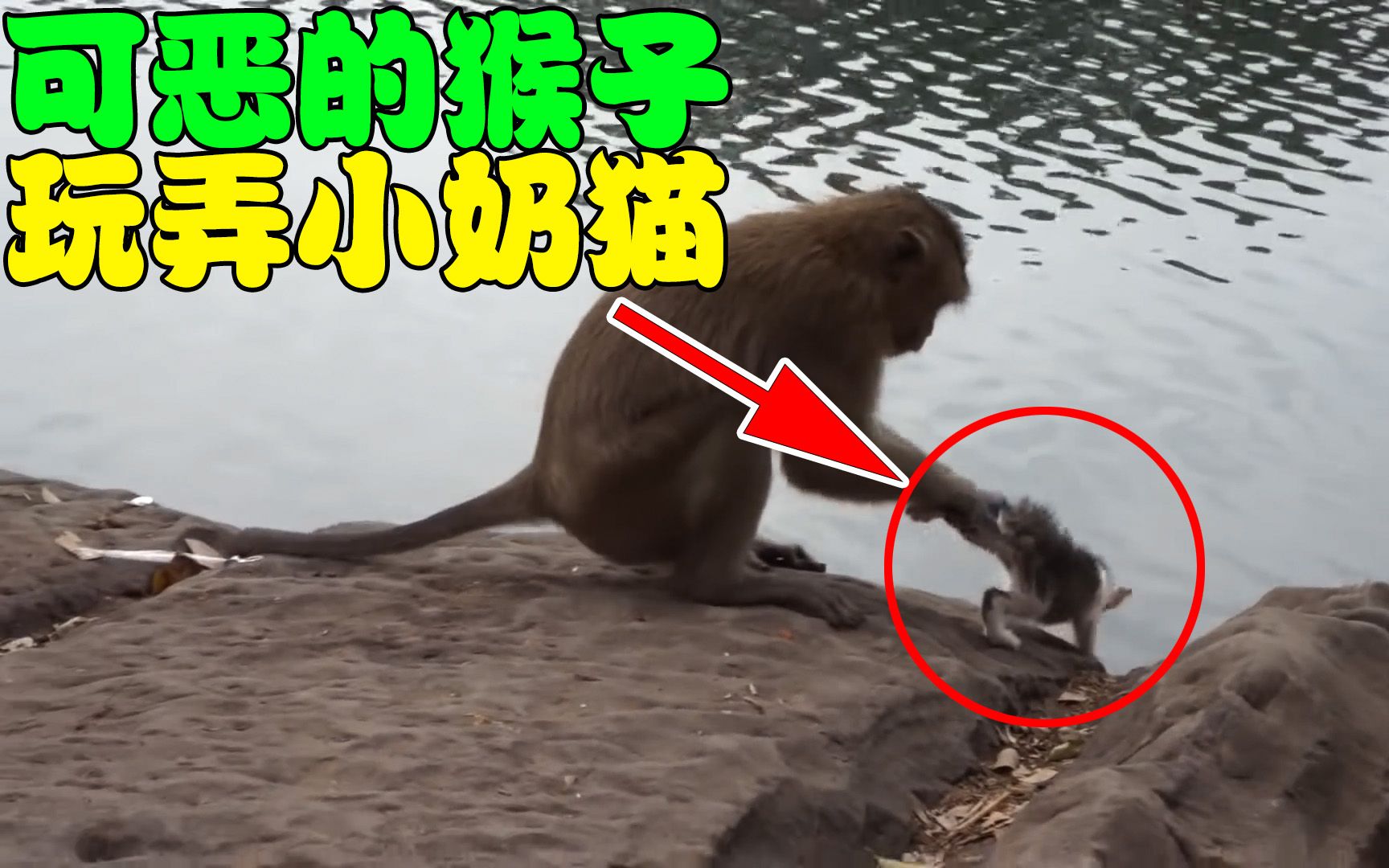 小奶猫惨遭猴子玩弄，以为最后能逃过一劫，却遇上了另一只猴子！