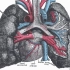 呼吸系统介绍-第2部分(支气管树和肺)- 3D解剖教程