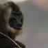 鬼狒：世界上最稀有的灵长类动物之一 第一次被展示在镜头前