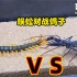 毒王PK：蜈蚣和蝎子大战，五毒之毒的生死对决!