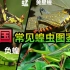 【直翅目系列2】蝗总科：盘点全中国常见蝗虫，这些