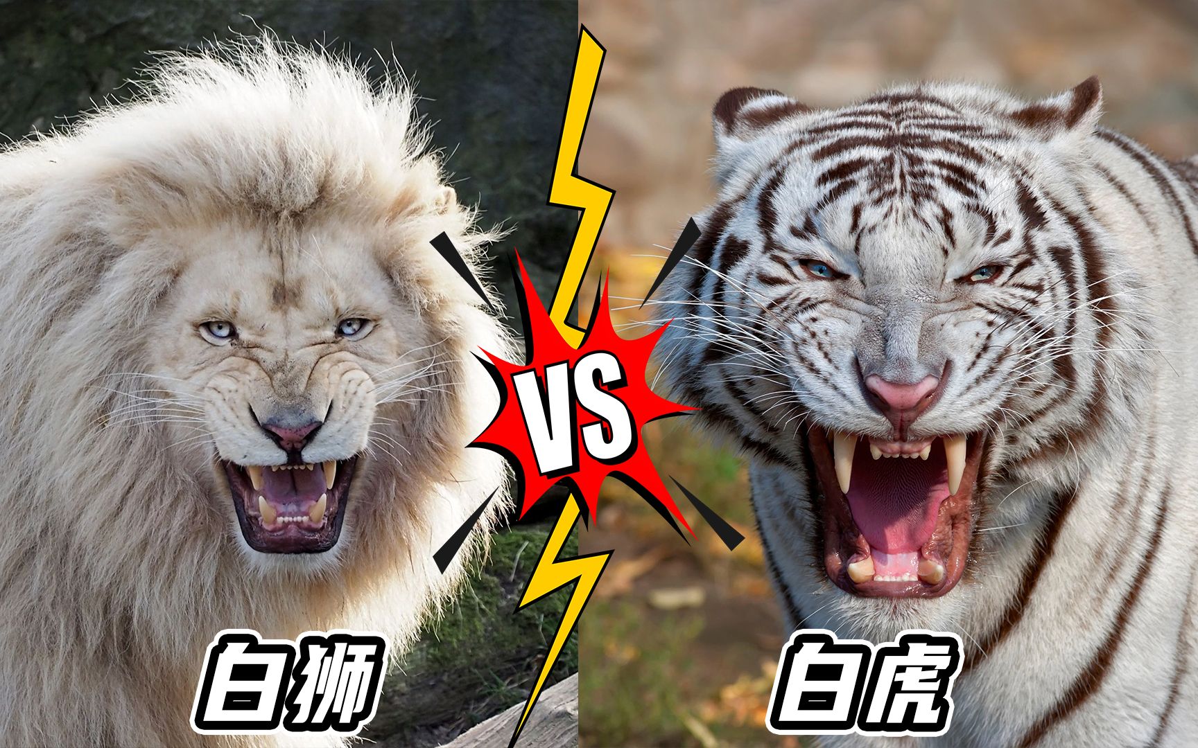 白狮VS白虎，谁才是真正的强者？用数据告诉你，差距有多大