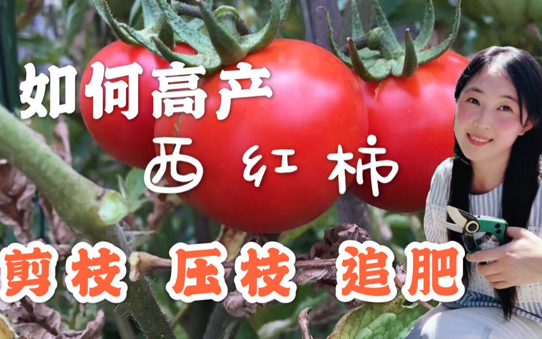 【家庭种植】西红柿种植，这样剪枝、压枝、追肥，才会高产