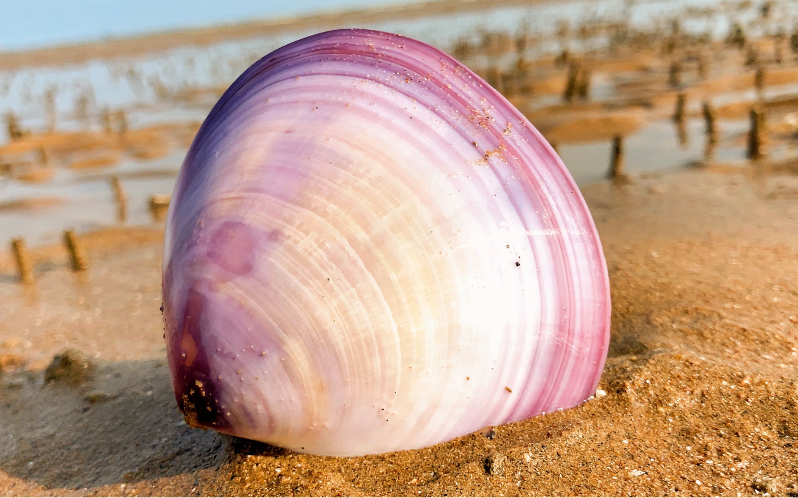小崔赶海，捡到一枚漂亮的紫色贝壳，还有辣螺窝和一片迷你象拔蚌