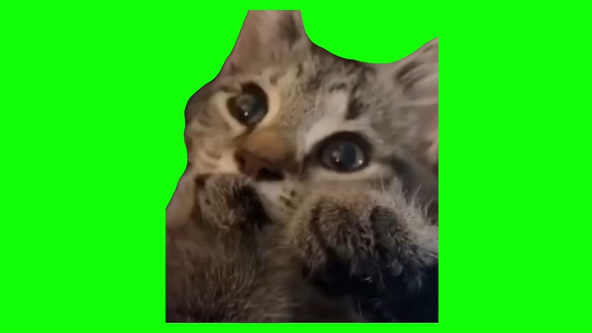 【自制猫meme绿幕素材】5. 暴风吸入猫（附使用示例）