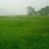 【4k】自然治愈~河麦田的雨天与环境音（深度放松与睡眠）