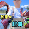 加拿大赶海vlog 感恩来自大自然的馈赠 红石蟹🦀️ 红海参 遍地蛤蜊 赶海｜温哥华｜农村｜海鲜｜美食｜加拿大