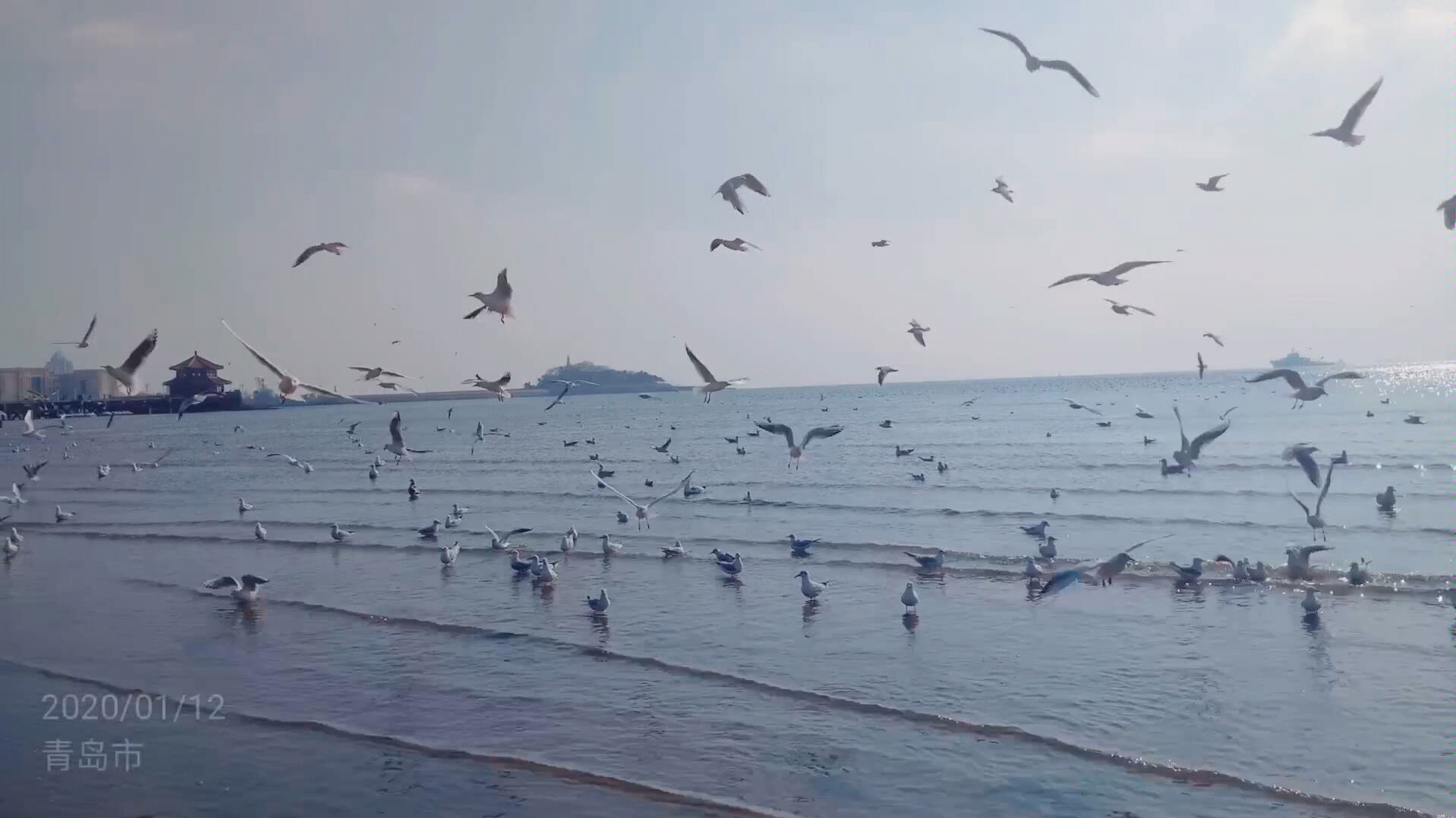 青岛旅游海鸥沙雕