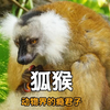 狐猴：动物界的瘾君子