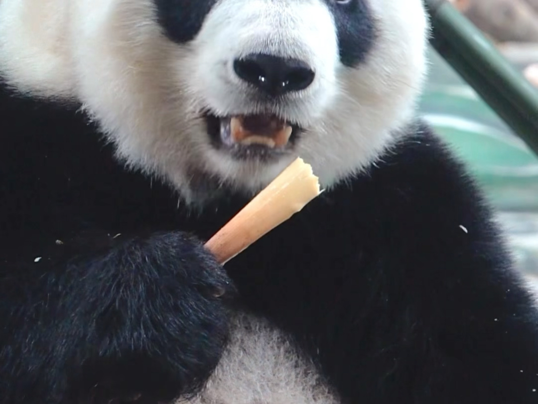 迪拜式吃笋法，吃笋我只吃笋尖最嫩的位置#大熊猫