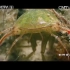 【精彩片段】龙虱幼虫（水蜈蚣）杀蜻蜓幼虫（水虿），池塘中的生死战！