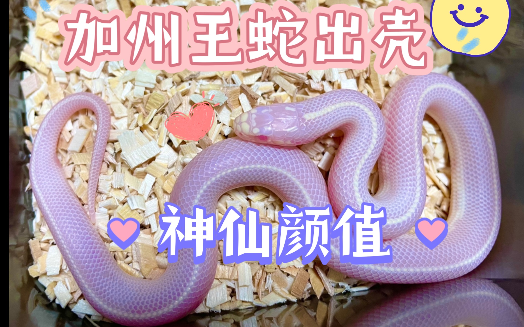 加州王蛇白化sd直线出壳辣妖妖米