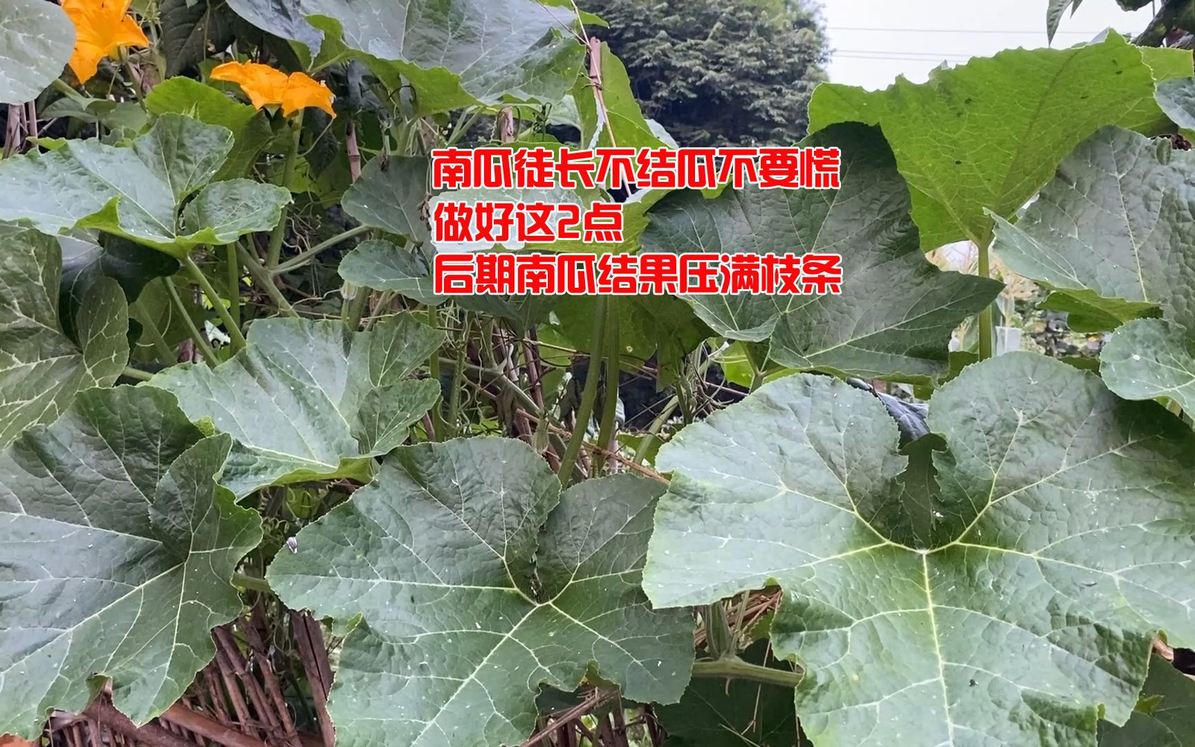 南瓜徒长苗子不结瓜不要慌，做好这2点，后期南瓜结果压满枝条