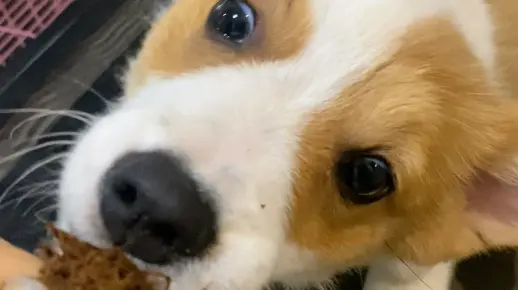 在我们湖南这个地方 槟榔可不止大人喜欢 哪怕是到了狗的嘴巴里 那也是很难再扯出来