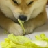 吃白菜的狗=菜狗