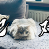 『西伯利亚森林猫』万物皆可“扒拉” 系列2，Wifi肯定会是抓鼠高手