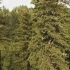 巨大的红杉能够活到2500多岁！长高的同时要面对诸多挑战！