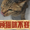 照顾猫咪不容易，养了就不要抛弃