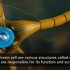#微课#神经元的3D结构（许燕）