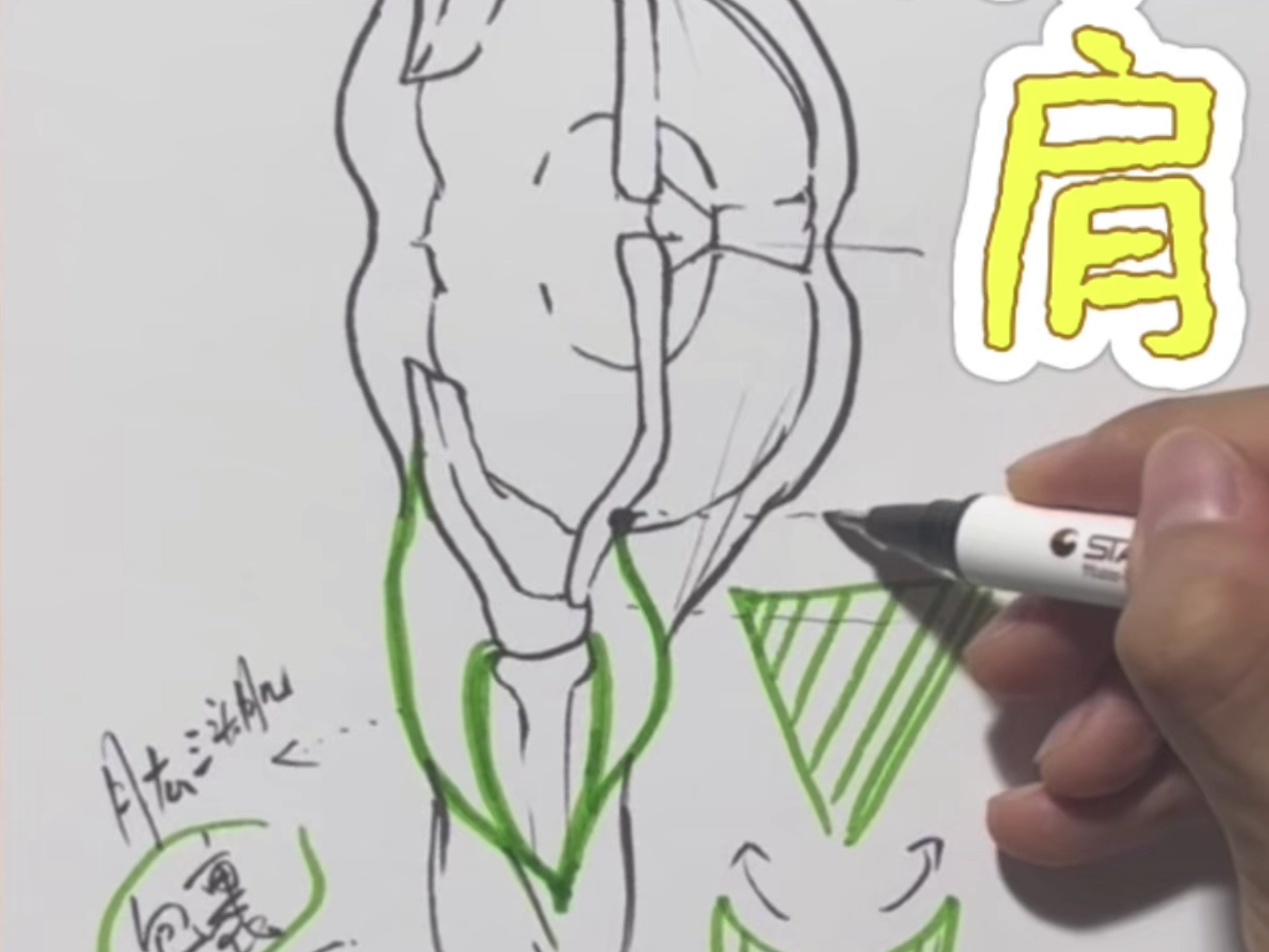 你不来看看肩膀的讲解？！