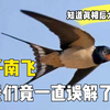 燕子南飞竟不是我国南方，我们一直误解了？知道真相后，大吃一惊