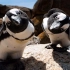 世界上最萌的企鹅海滩，企鹅是一夫一妻制的鸟类，一生只爱一个
