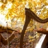 【竖琴·小提琴】古老的凯尔特音乐，置身其中感受森林的低语