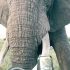 非洲野生大象的压迫感