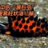 现实中的“源石虫”克里蒙柱状海蛞蝓，以及它的模仿者们【睡前软体动物学176】