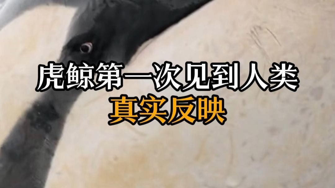 虎鲸第一次见到人类，立马判断出，这是它们完全招惹不了的生物。