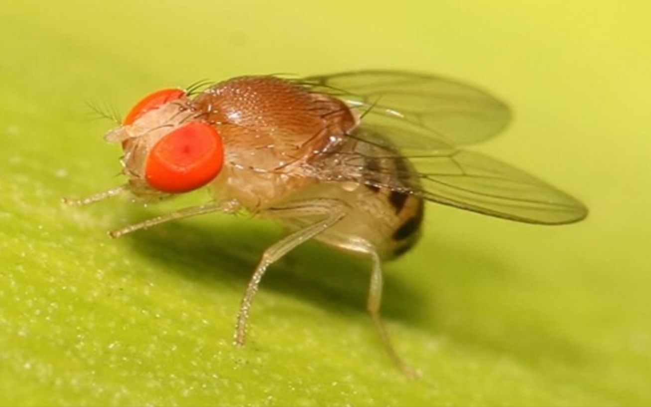 【科学实验】果蝇的一生