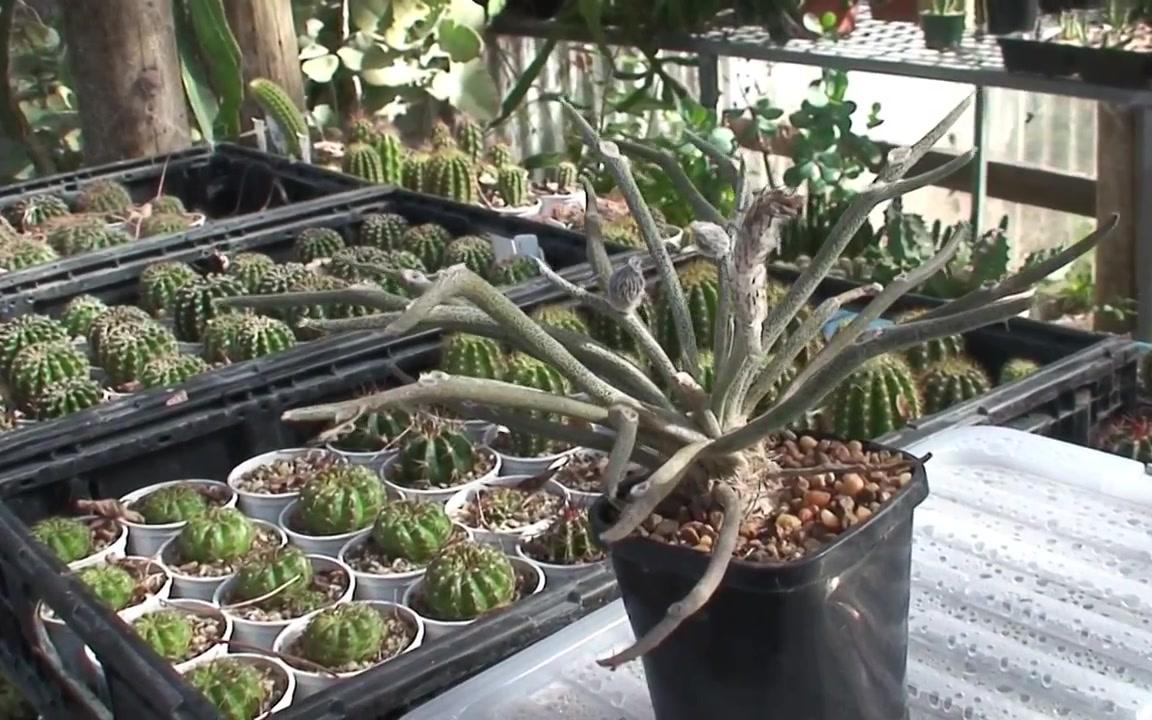 美杜莎astrophytumcaputmedusae仙人掌科星球属植物原产墨西哥沙漠