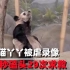 熊猫丫丫被虐待的真实录像 -55秒时间磕头29次,美籍饲养员视而不见