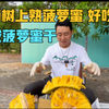 在海南树上熟菠萝蜜，能好吃吗？一家三口吃不完直接烤成菠萝蜜干