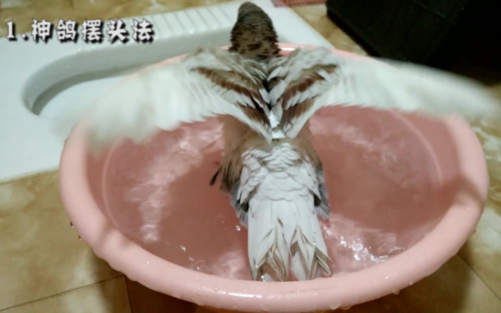 活动作品快来鸽子洗澡是第一次见吧