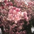 【sulgr vlog#10】去年昆明圆通山动物园看樱花|带外婆出去玩