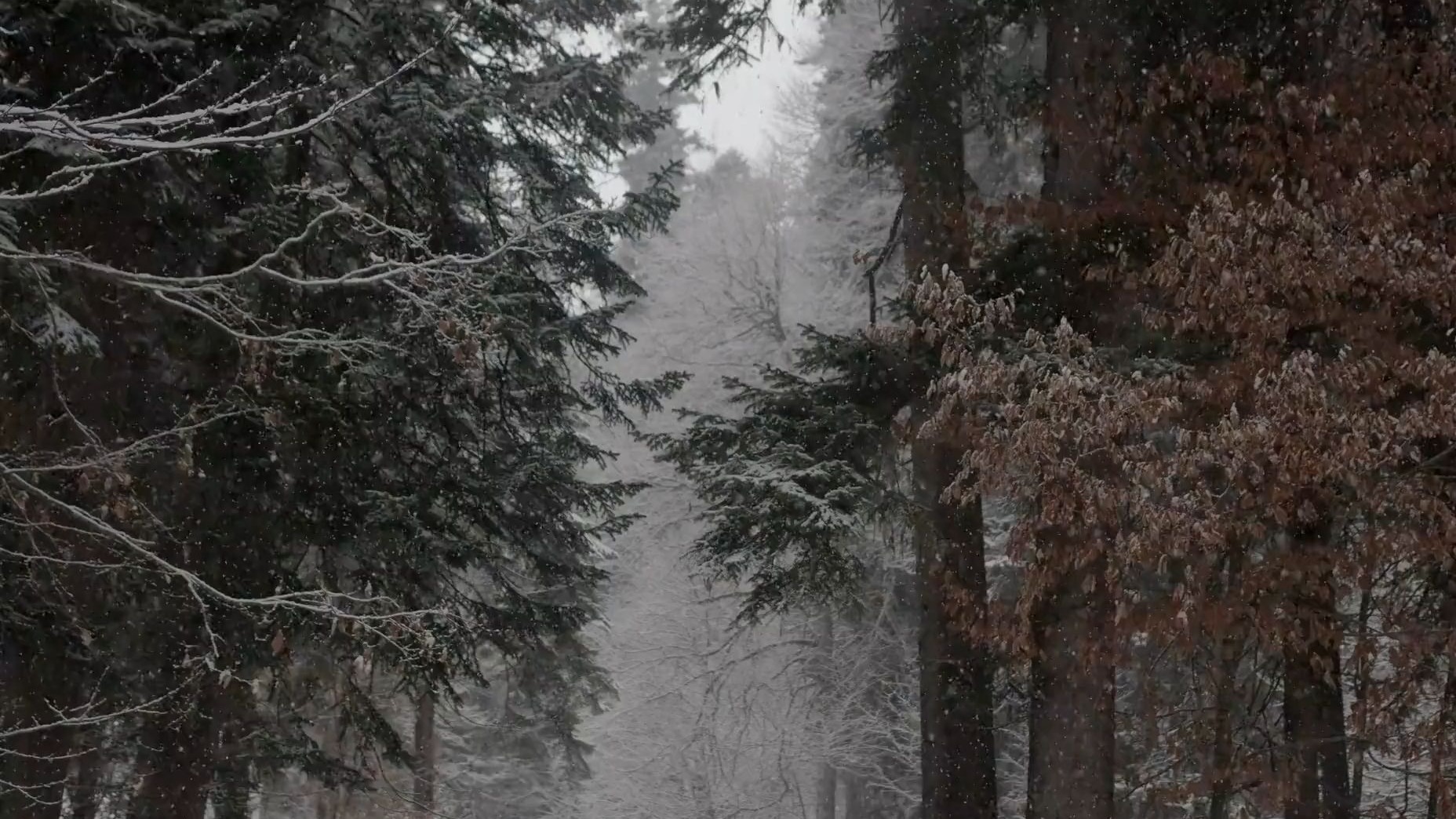 自制双语字幕|罗伯特∙弗罗斯特如何写诗|How Robert Frost Writes A Poem【nerdwriter】