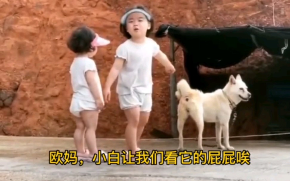哈温带着妹妹看小白屁股还问是不是在展示，都给狗子弄无语了#可爱黄夏温