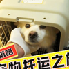 宠物托运，一家人来送小狗哭地稀里哗啦