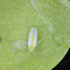 烟粉虱