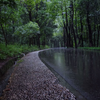 【白噪音，雨声】森林公路深处的雨，白噪音，超舒服的雨声，让人放松和入睡