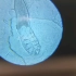 显微镜下螨虫