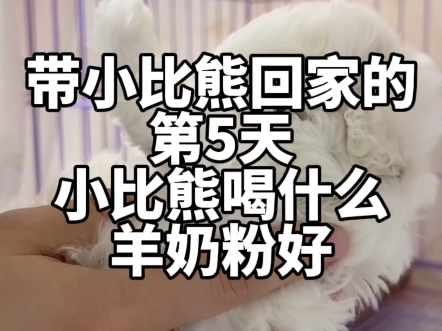 带小比熊回家的第5天，小比熊喝什么羊奶粉好