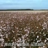 《食物百科》-棉花是如何种植的？