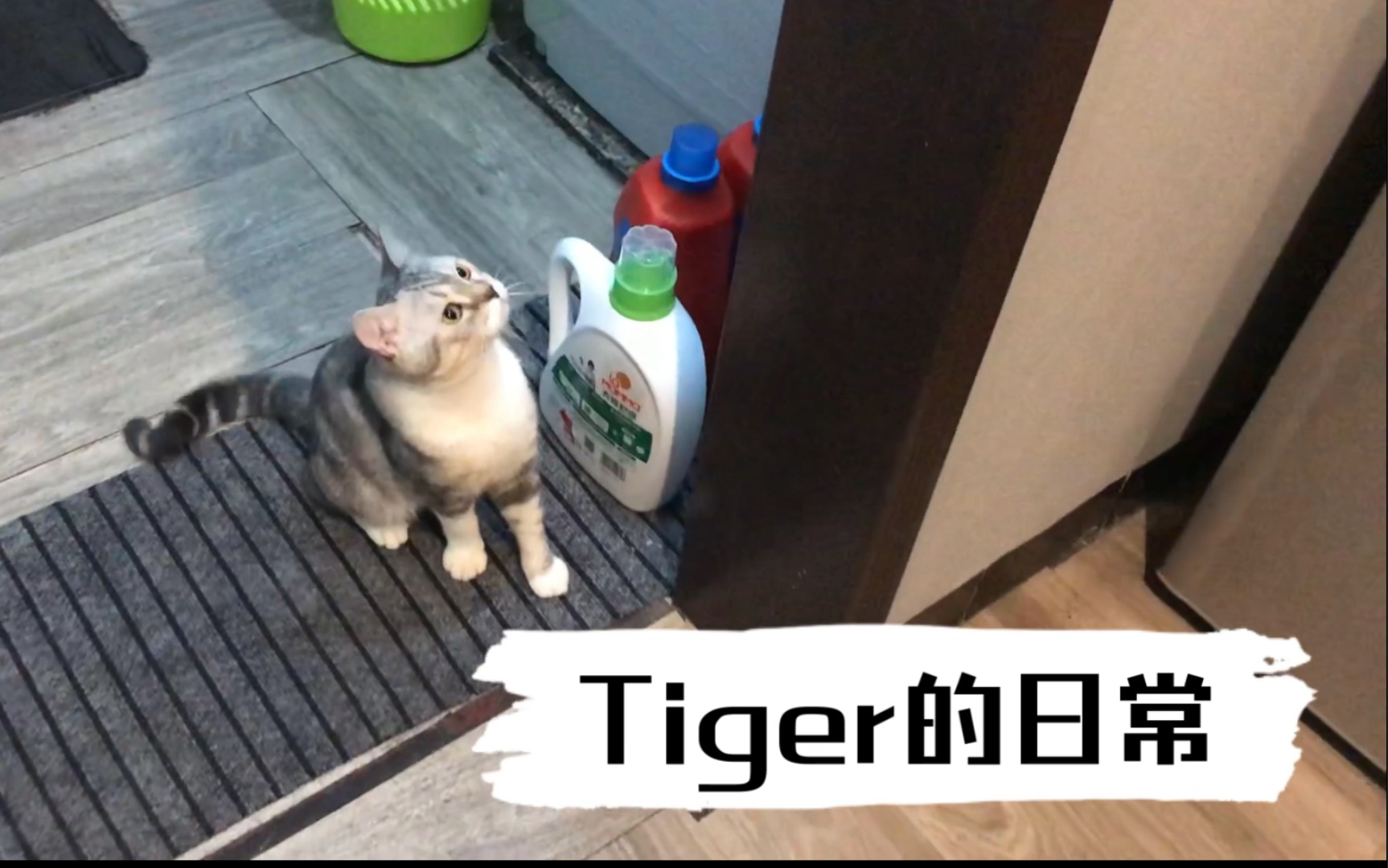 「CATLOG」小猫咪又有什么坏心思呢  Tiger的日常哔哩哔哩bilibili