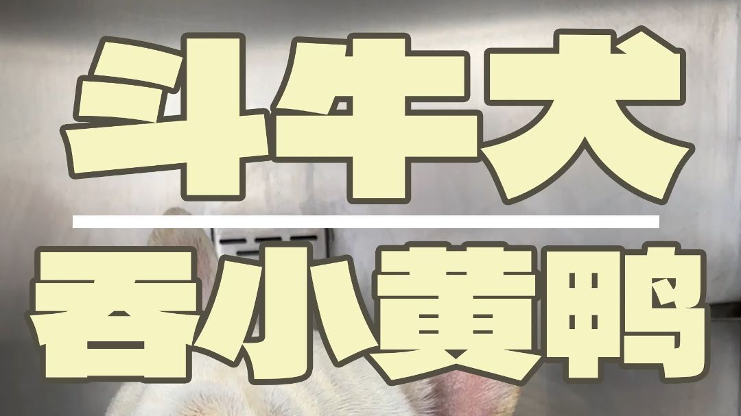 你说它一顿吃了十只鸭子？